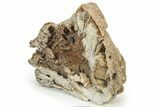 Agatized Fossil Coral Geode - Florida #188139-3